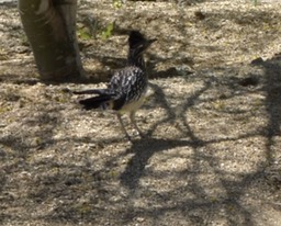 roadrunner